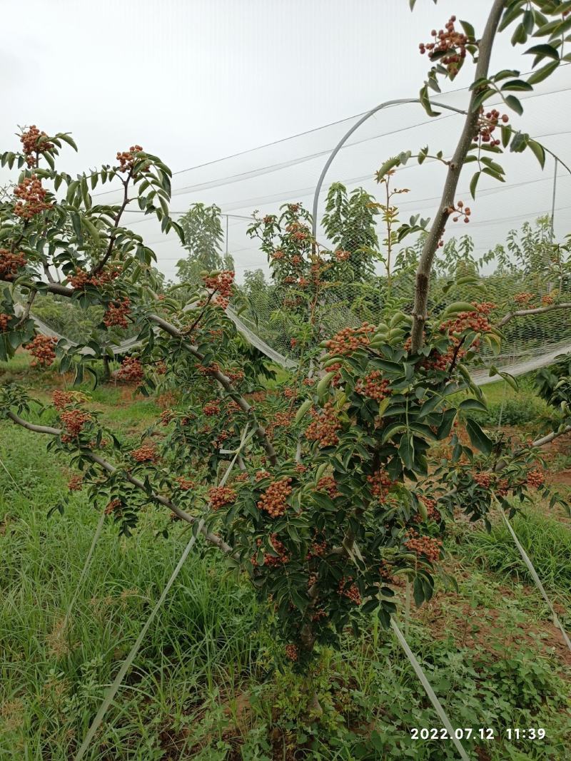 鲜花椒(大红袍)