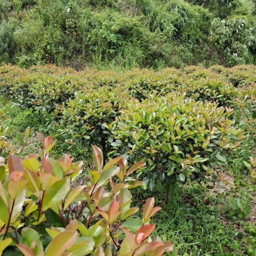 冠幅1.2米红叶石楠球，基地直销，价格实惠