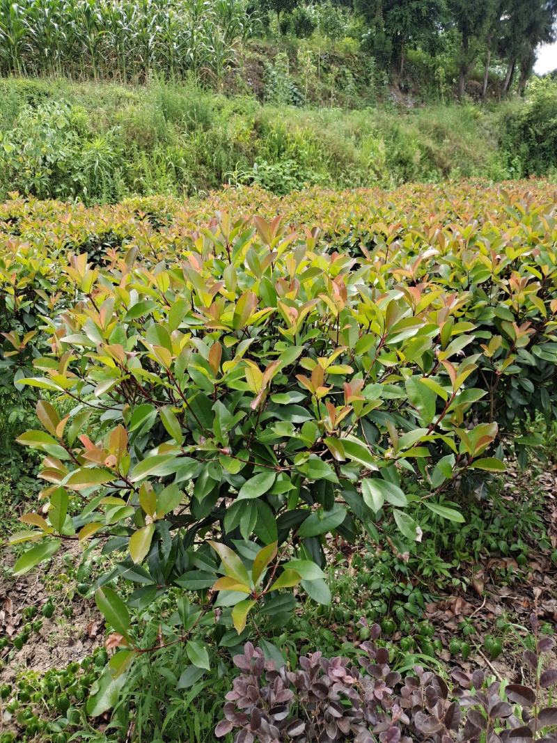 冠幅1.2米红叶石楠球，基地直销，价格实惠
