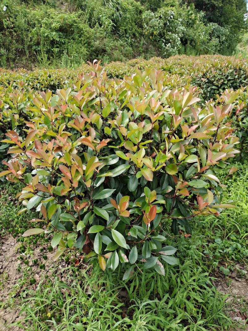 冠幅1.2米红叶石楠球，基地直销，价格实惠