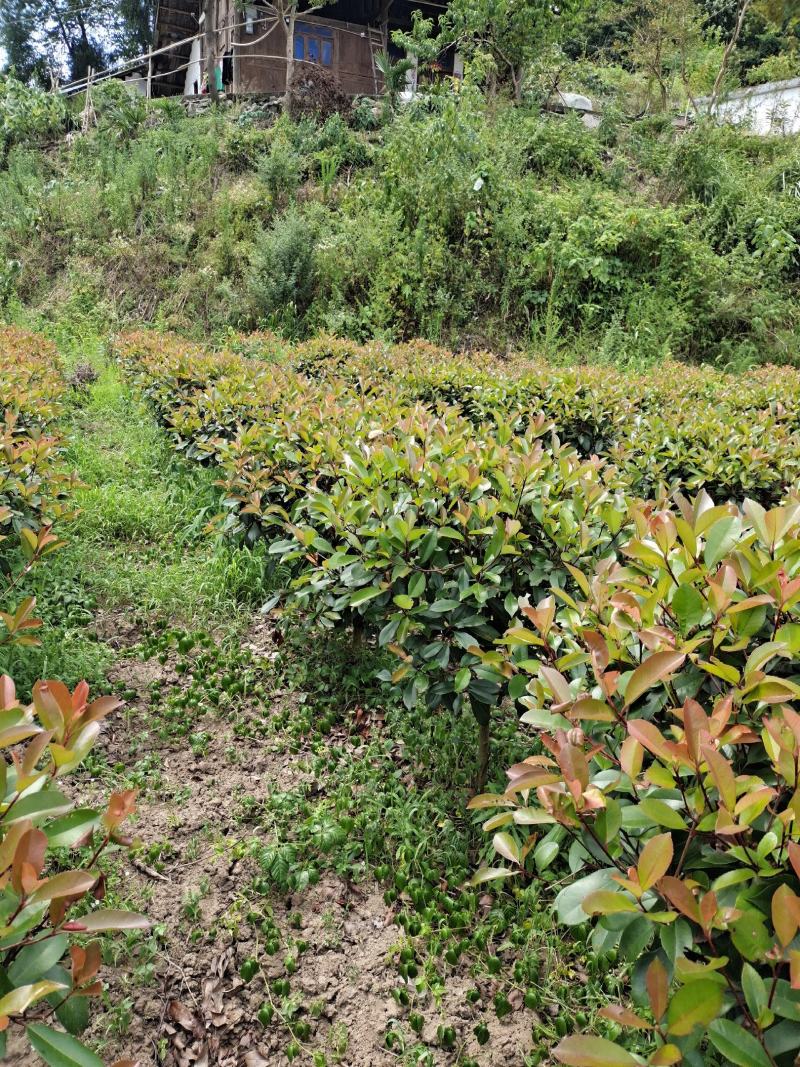 冠幅1.2米红叶石楠球，基地直销，价格实惠
