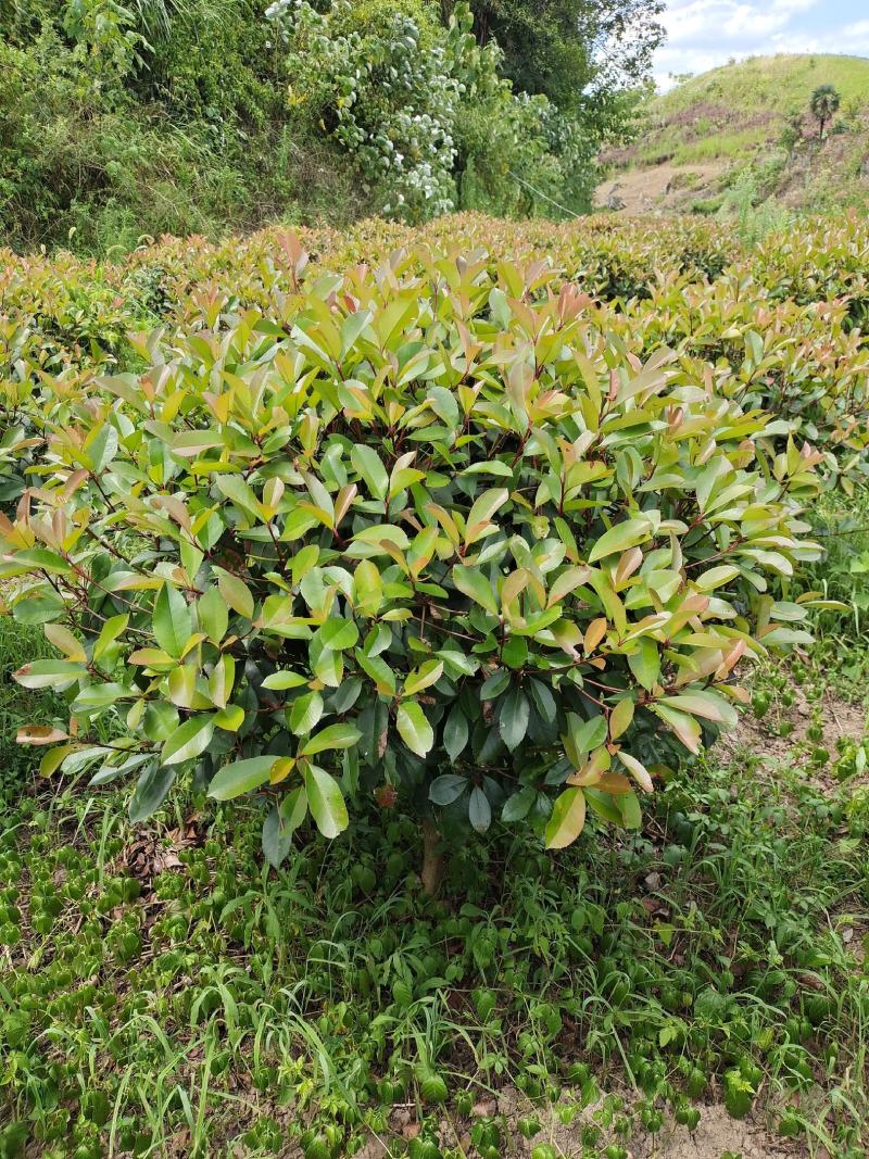 冠幅1.2米红叶石楠球，基地直销，价格实惠
