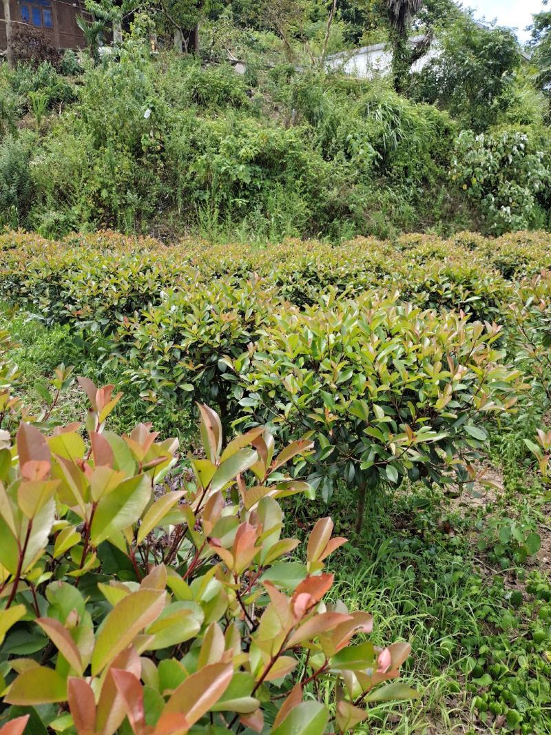 冠幅1.2米红叶石楠球，基地直销，价格实惠
