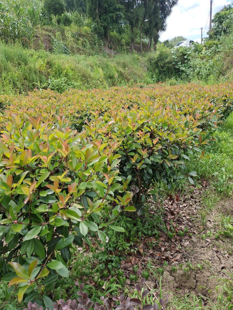 冠幅1.2米红叶石楠球，基地直销，价格实惠