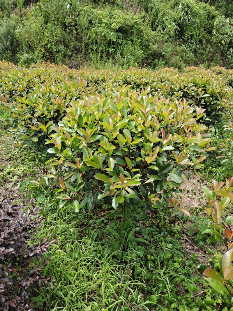 冠幅1.2米红叶石楠球，基地直销，价格实惠