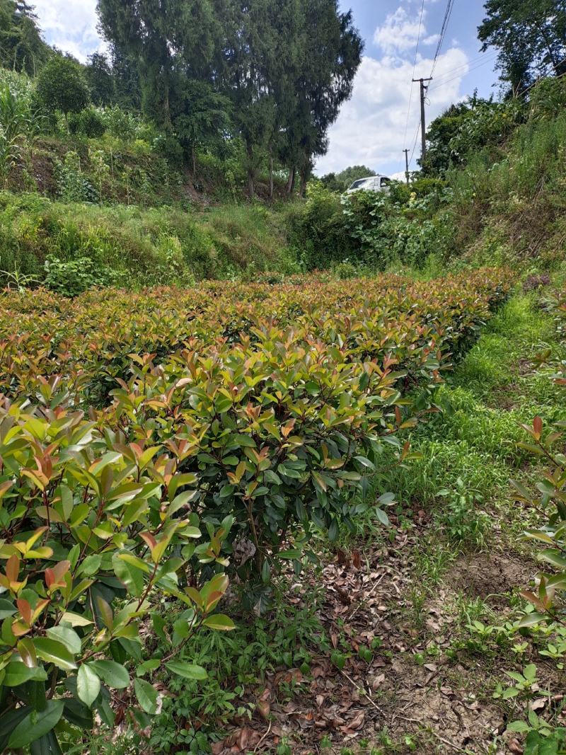 冠幅1.2米红叶石楠球，基地直销，价格实惠