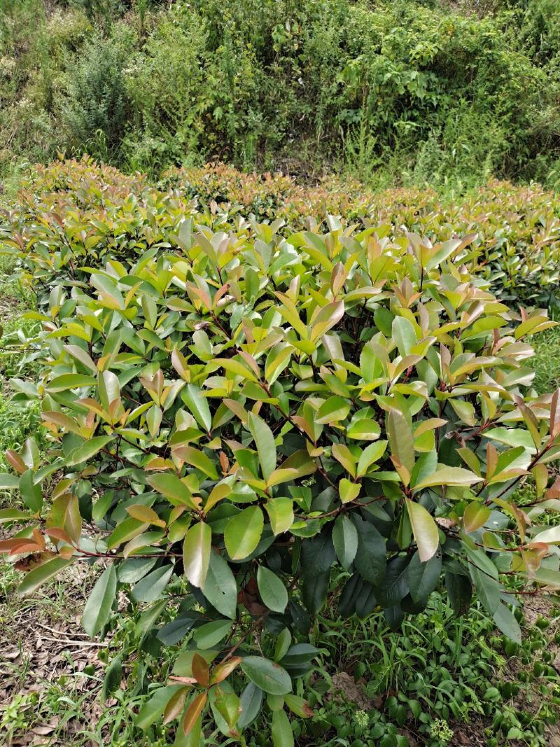 冠幅1.2米红叶石楠球，基地直销，价格实惠