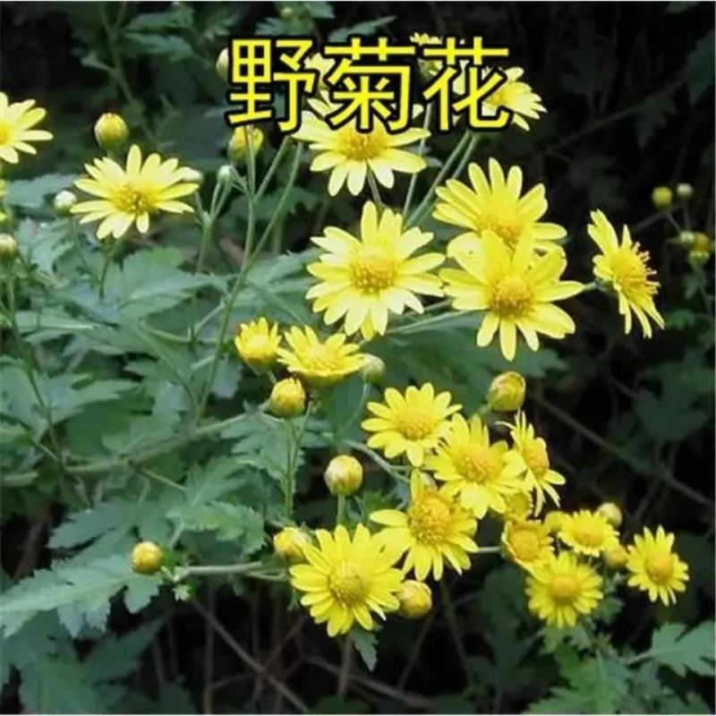 野菊花种子可药用泡茶菊花种籽野黄菊山坡路边野生山菊花多年