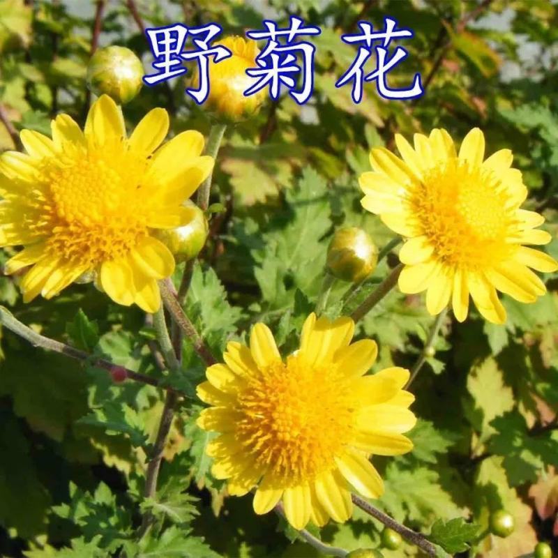 野菊花种子可药用泡茶菊花种籽野黄菊山坡路边野生山菊花多年