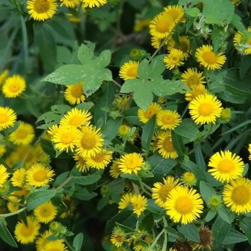 野菊花种子可药用泡茶菊花种籽野黄菊山坡路边野生山菊花多年