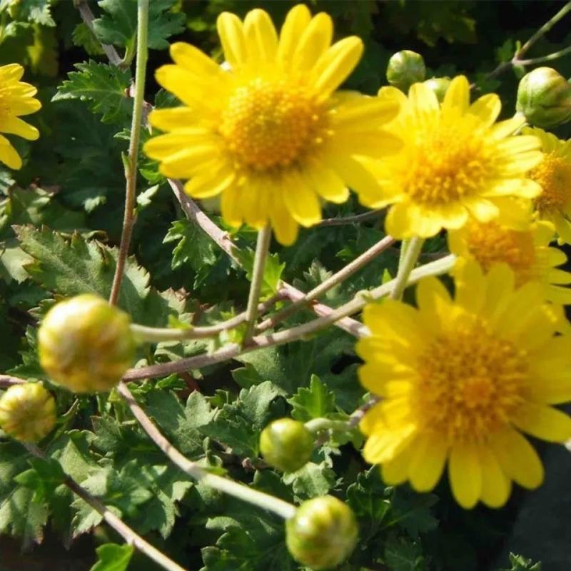 野菊花种子可药用泡茶菊花种籽野黄菊山坡路边野生山菊花多年