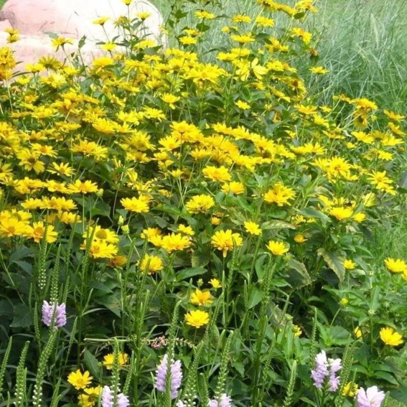 野菊花种子可药用泡茶菊花种籽野黄菊山坡路边野生山菊花多年