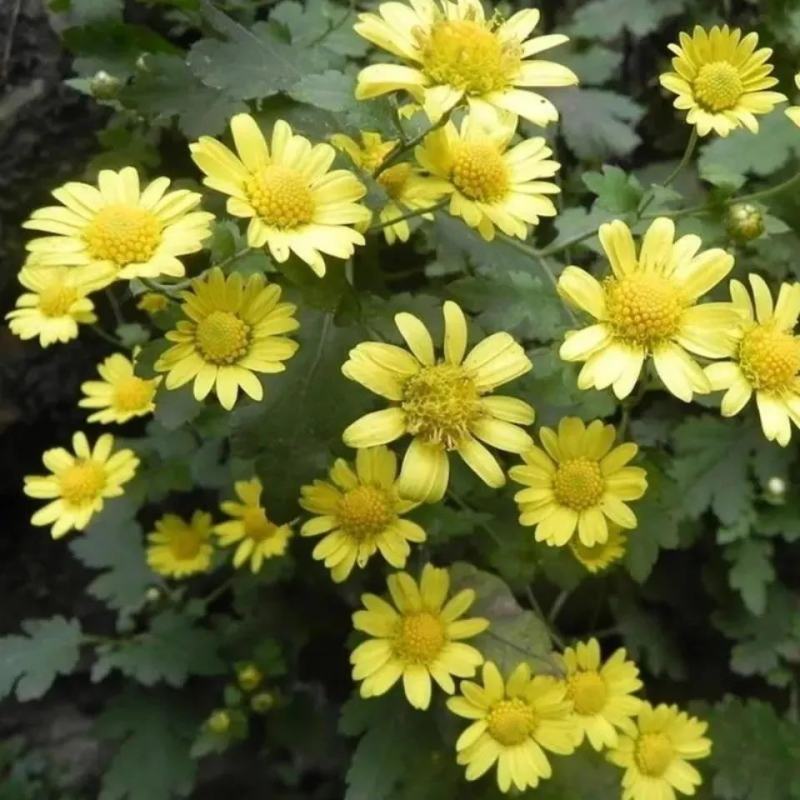 野菊花种子可药用泡茶菊花种籽野黄菊山坡路边野生山菊花多年