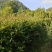 冠幅1.5米红叶石楠球，基地直销，价格实惠