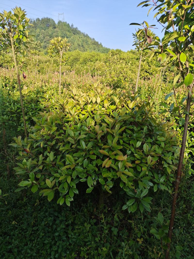 冠幅1.5米红叶石楠球，基地直销，价格实惠
