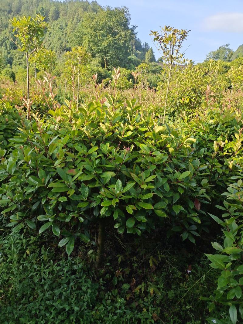 冠幅1.5米红叶石楠球，基地直销，价格实惠