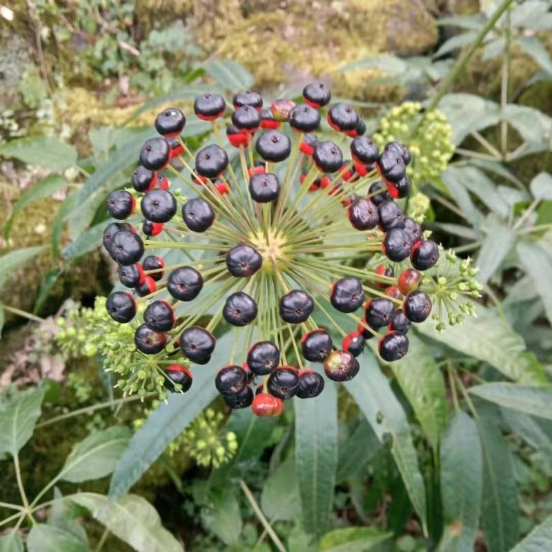 竹节参，竹根七，种子