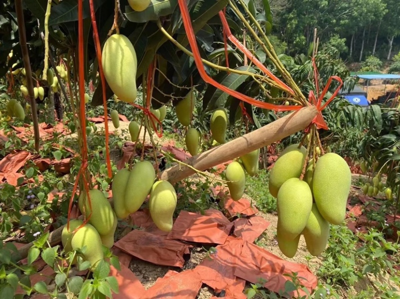 海南金煌芒广西金煌芒常年整车代办支持供应全国批发市场