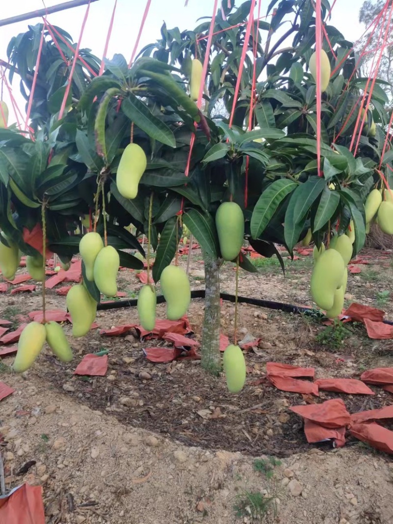 海南金煌芒广西金煌芒常年整车代办支持供应全国批发市场