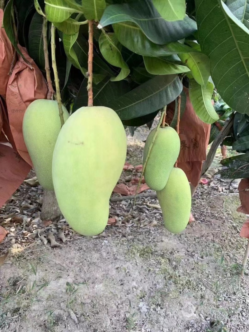 海南金煌芒广西金煌芒常年整车代办支持供应全国批发市场