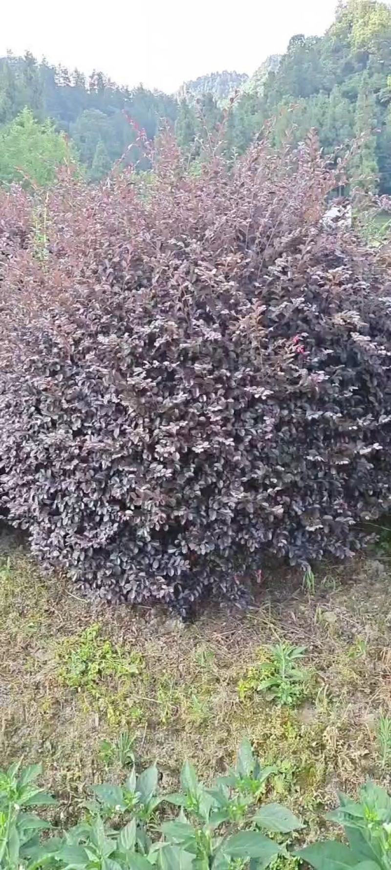 冠幅1.2米红花继木球，基地直销，价格实惠