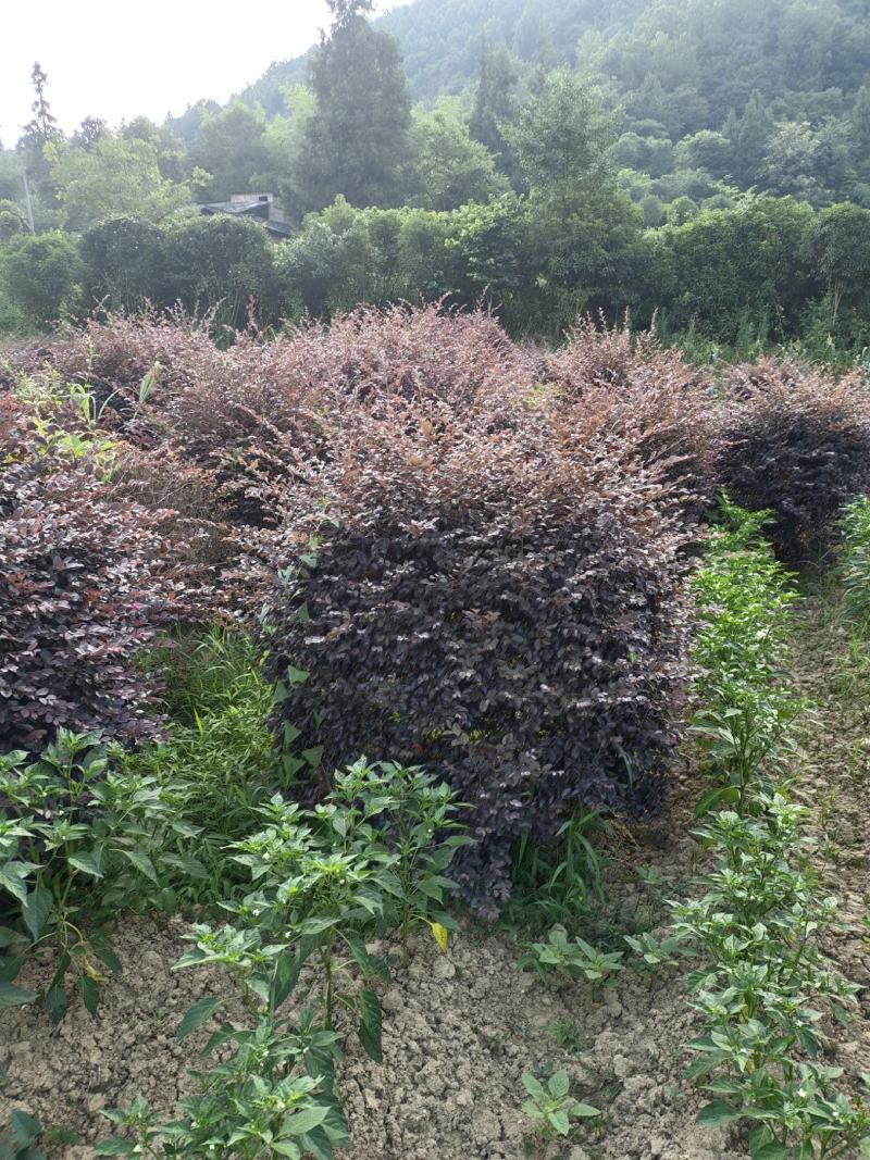 冠幅1.2米红花继木球，基地直销，价格实惠