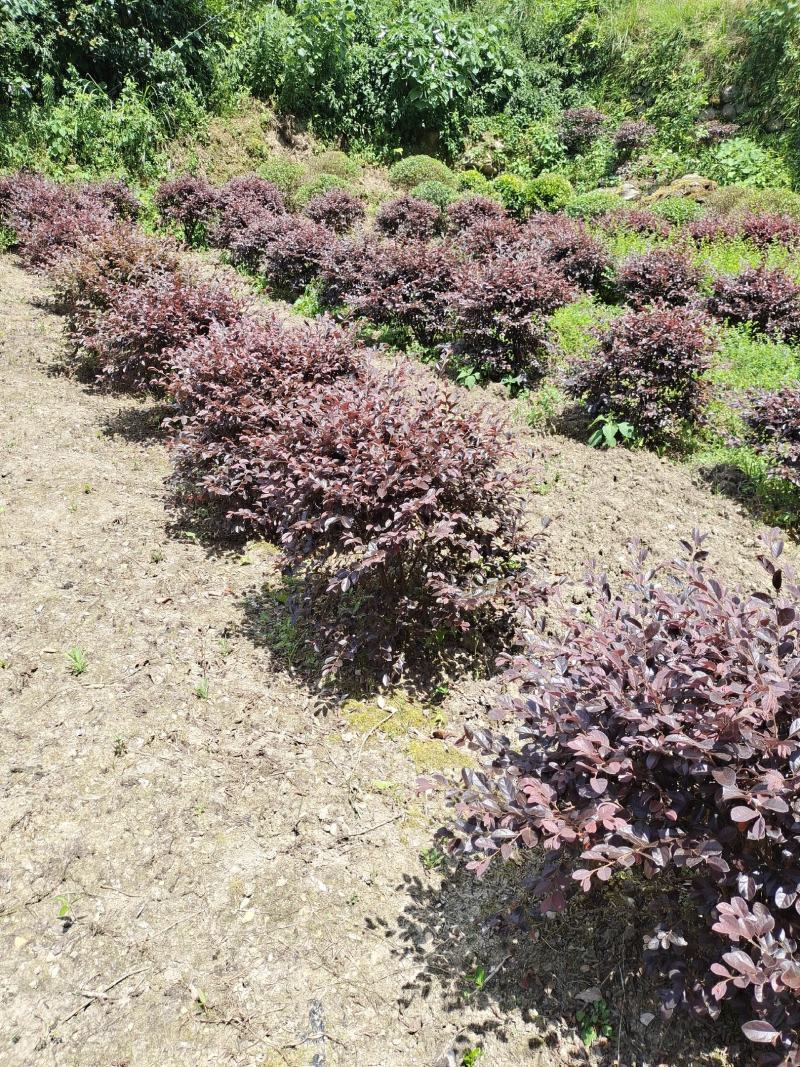 冠幅1.2米红花继木球，基地直销，价格实惠