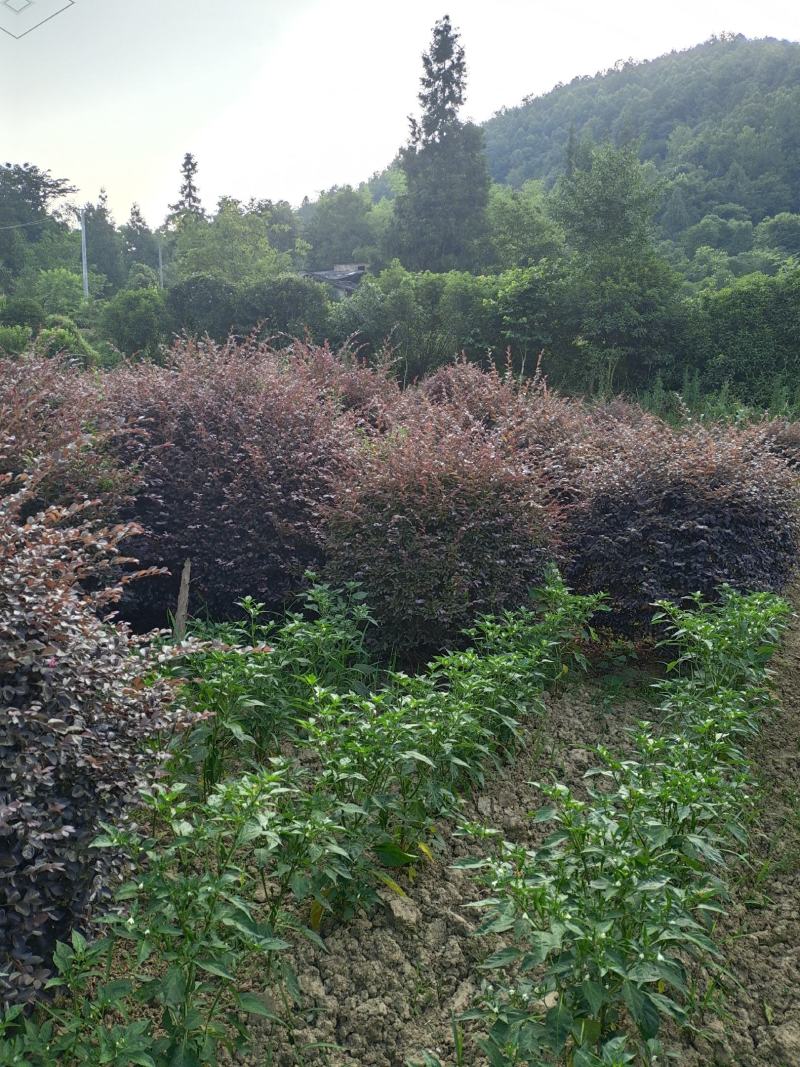 冠幅1.2米红花继木球，基地直销，价格实惠