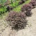 冠幅1.2米红花继木球，基地直销，价格实惠