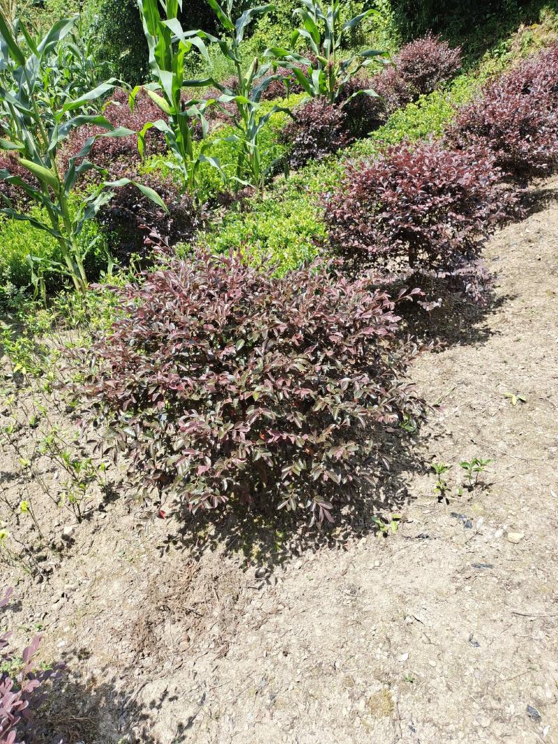 冠幅1.2米红花继木球，基地直销，价格实惠