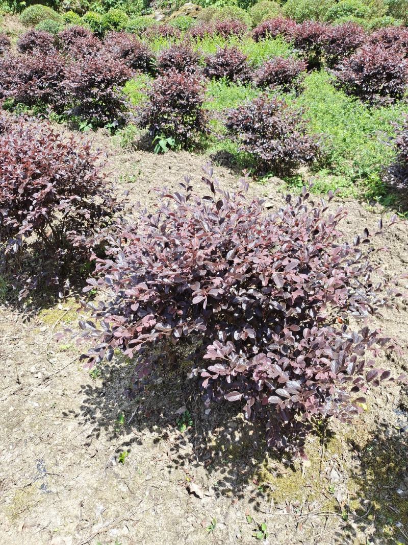 冠幅1.2米红花继木球，基地直销，价格实惠