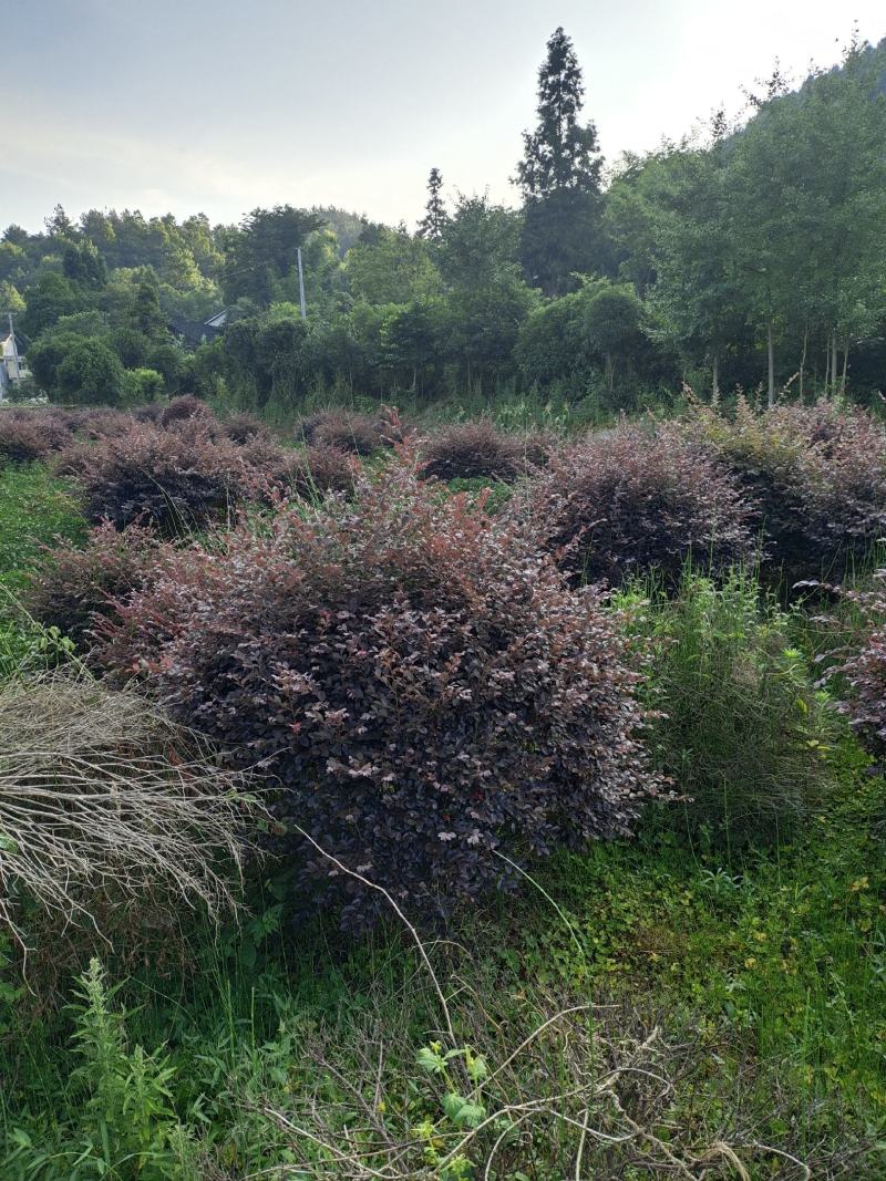 冠幅1.2米红花继木球，基地直销，价格实惠