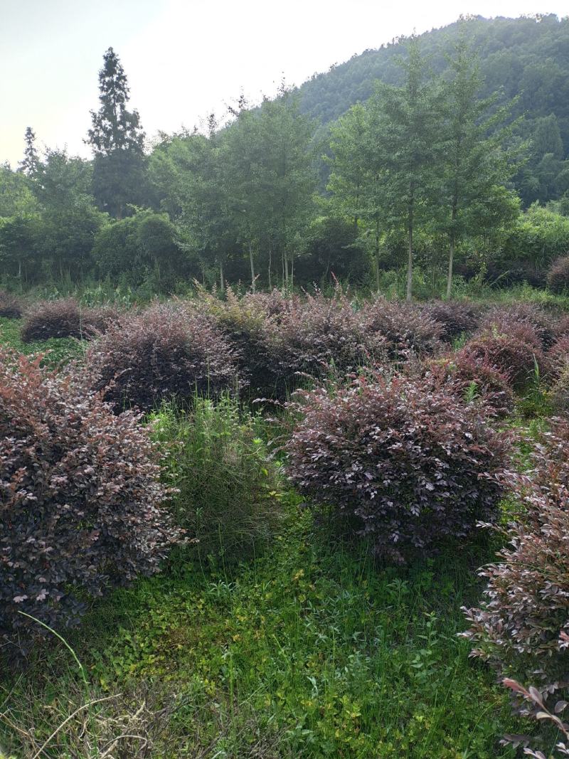 冠幅1.2米红花继木球，基地直销，价格实惠