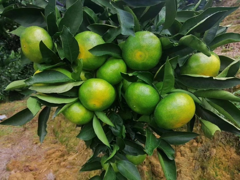 湖北高山特早蜜橘皮薄多汁入口即化对接电商平台市场