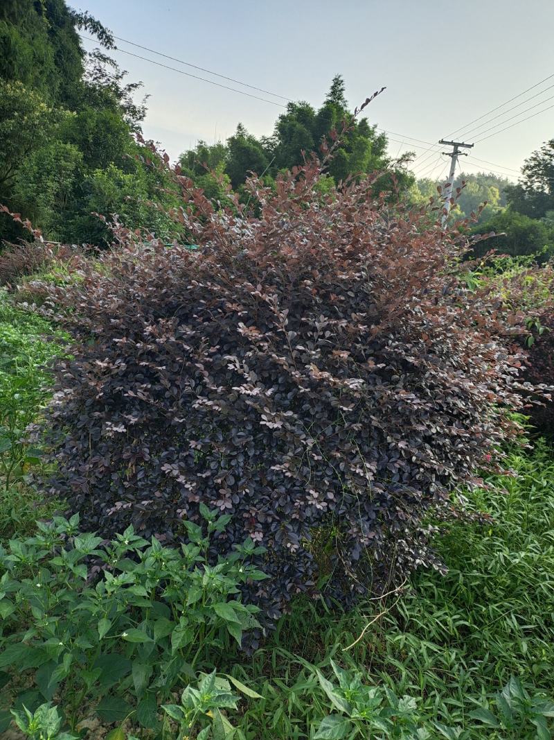 冠幅1.8米红花继木球，基地直销，价格实惠