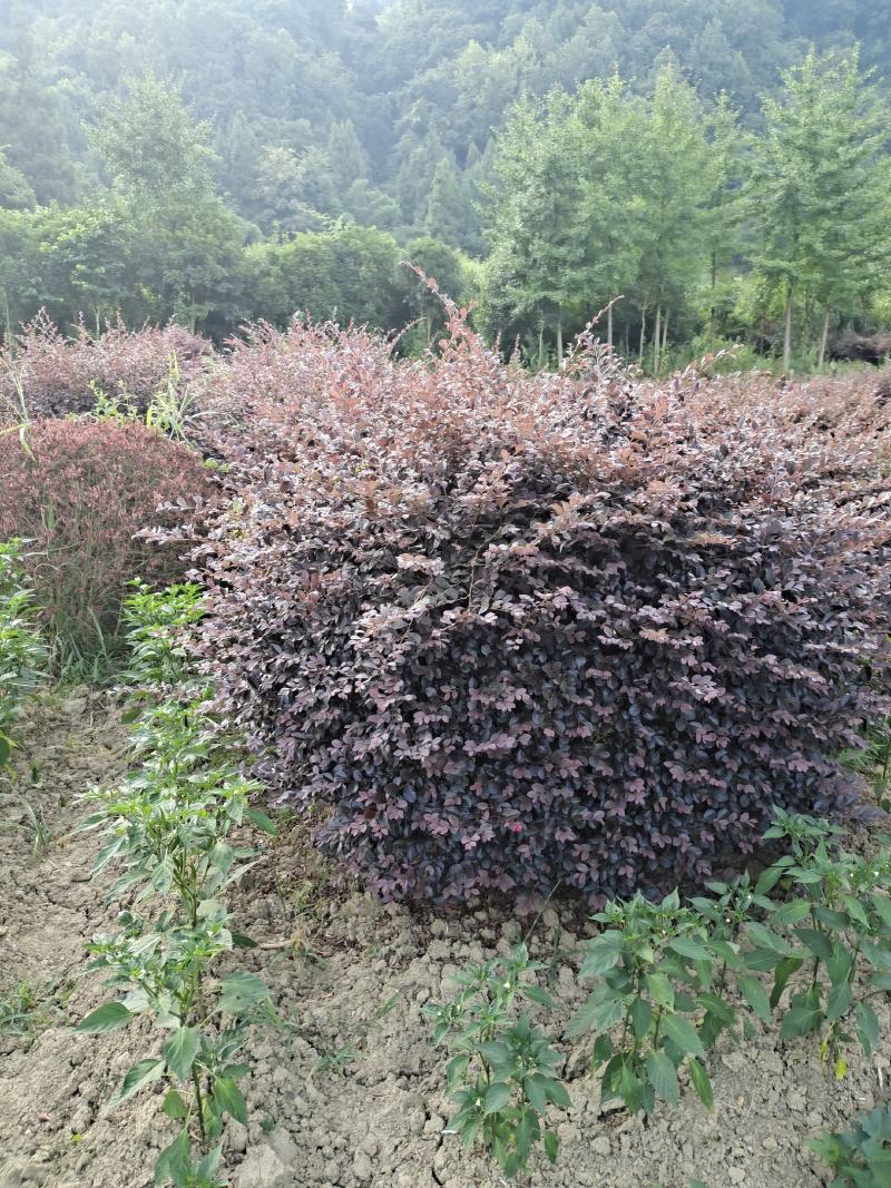 冠幅1.8米红花继木球，基地直销，价格实惠