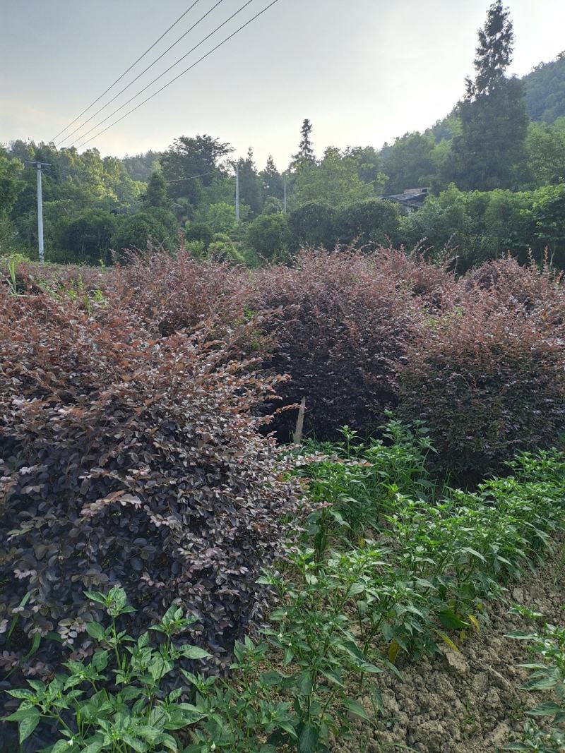冠幅1.8米红花继木球，基地直销，价格实惠