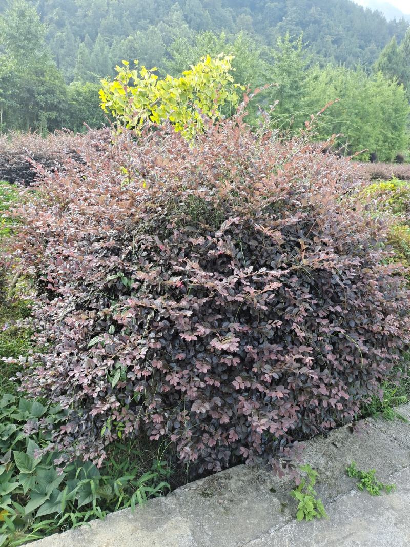 冠幅1.8米红花继木球，基地直销，价格实惠