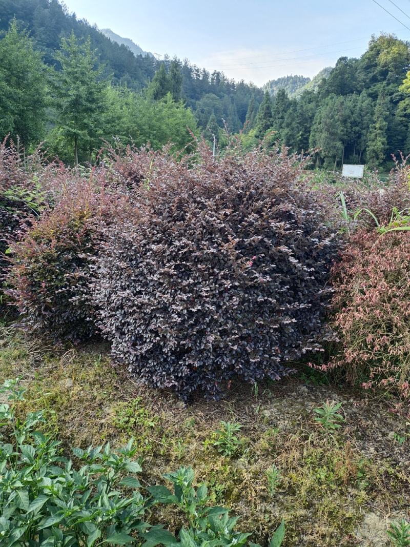 冠幅1.8米红花继木球，基地直销，价格实惠