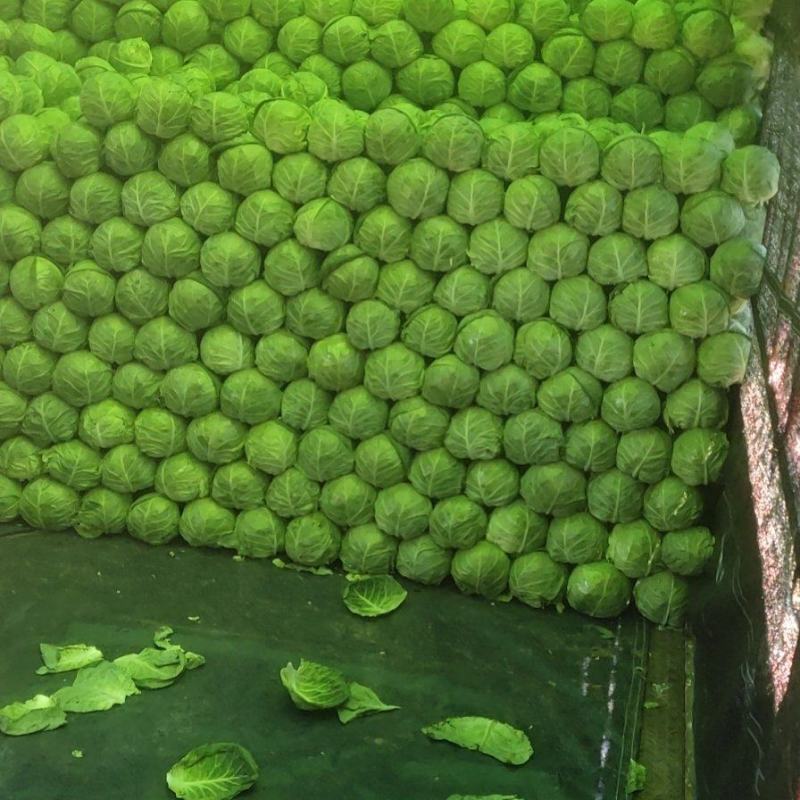 精品甘蓝