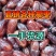 优选黄椰枣伊朗黑椰枣沙特椰全国包邮一手货源支持一件代发