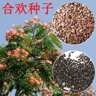 合欢种子粉红合欢籽山合欢绒花树种子银合欢种子金合欢种子