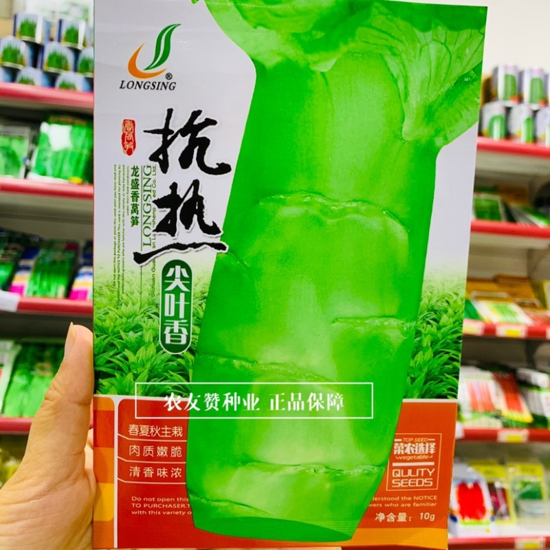 龙盛抗热尖叶香莴笋种子高温专用尖叶莴笋品种嫩脆清香