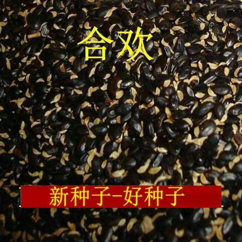 合欢种子粉红合欢籽山合欢绒花树种子银合欢种子金合欢种子