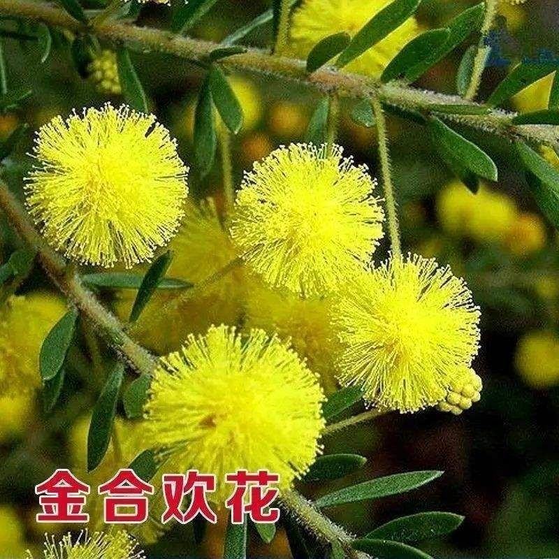 合欢种子粉红合欢籽山合欢绒花树种子银合欢种子金合欢种子