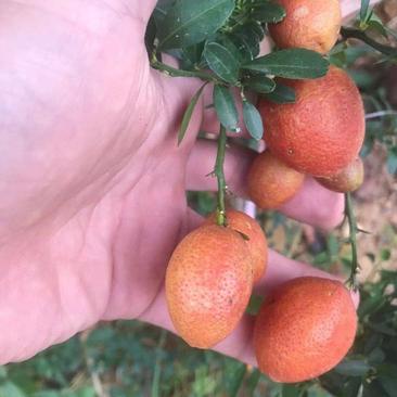 新品种澳洲血檬苗盆栽阳台庭院四季可种植可实地考察
