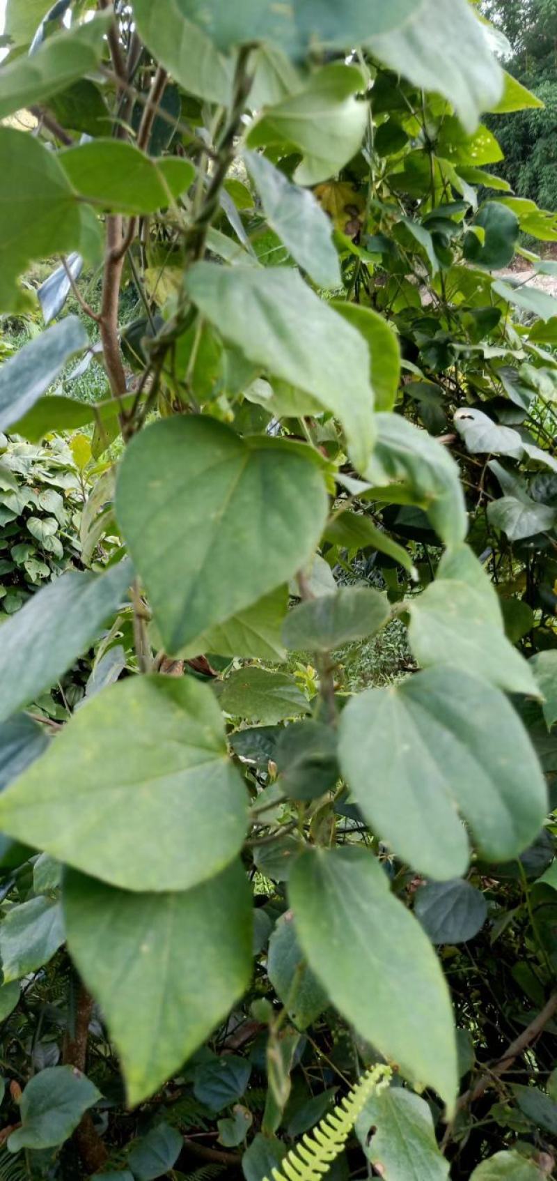 千金藤大量有货种子种苗干货鲜货