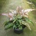 三色凤尾蕨热卖蕨类室内盆栽绿植热带雨林缸底层植物造景
