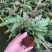 三色凤尾蕨热卖蕨类室内盆栽绿植热带雨林缸底层植物造景