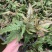 三色凤尾蕨热卖蕨类室内盆栽绿植热带雨林缸底层植物造景